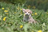 CORGI PEMBROKE 605